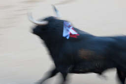 At Las Ventas, during the festival of San Isidro, the main bullfighting festival of the year in Spain, a bull of Garcigrande ran into the ring